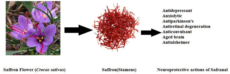 Complete list of Health Benefits of Saffron with Medical references.