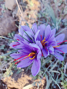 Mogra Saffron - Authentic and Pure (1 g)